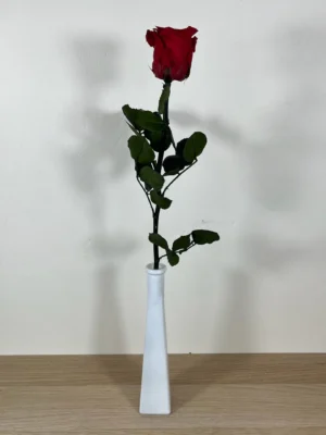 Roses éternelles