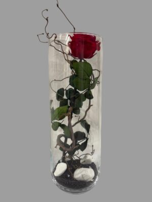 Rose dans un verre