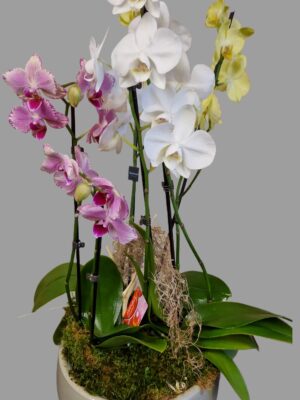 Orchidée colorée