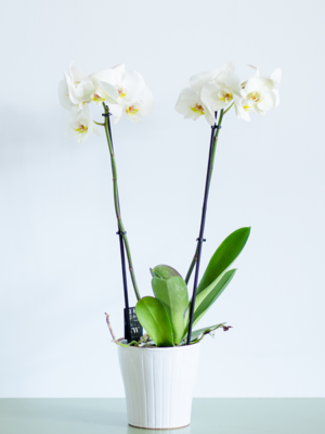 Orchidée blanche