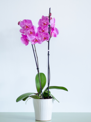 Orchidée rose
