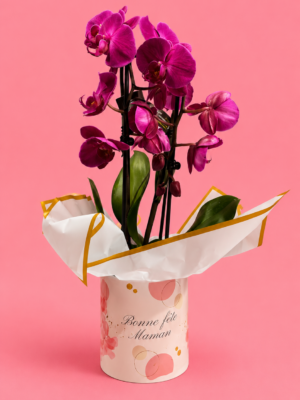 Orchidée Torsadée Violette
