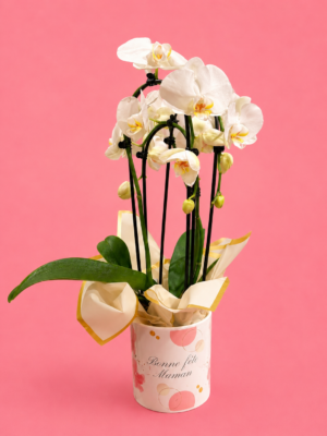 Orchidée Torsadée Blanche