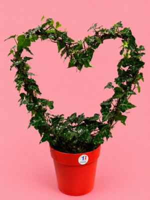 Lierre en forme de Coeur