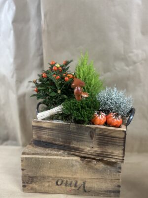 Composition de plantes vivaces