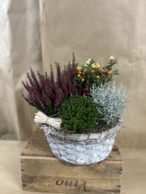 Assemblage de plantes variées