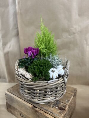 Composition de plantes