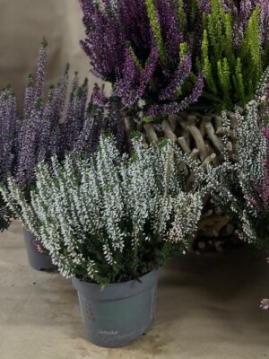 Petit pot de Bruyère