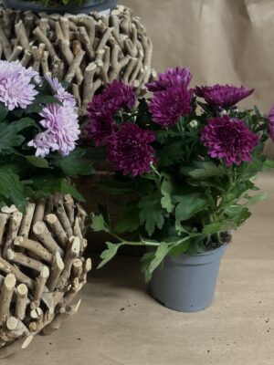 Petit pot de Chrysanthème
