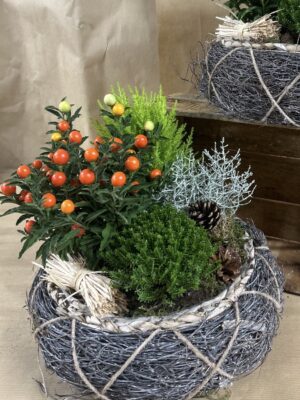 Assemblage de plantes vannerie
