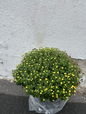 Pot de chrysanthème