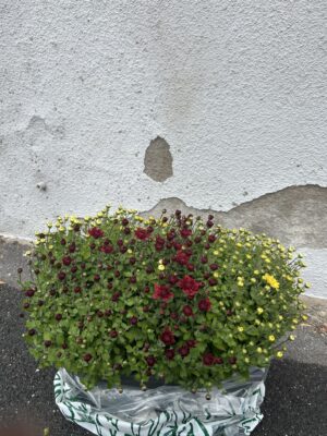 Jardinière de chrysanthème